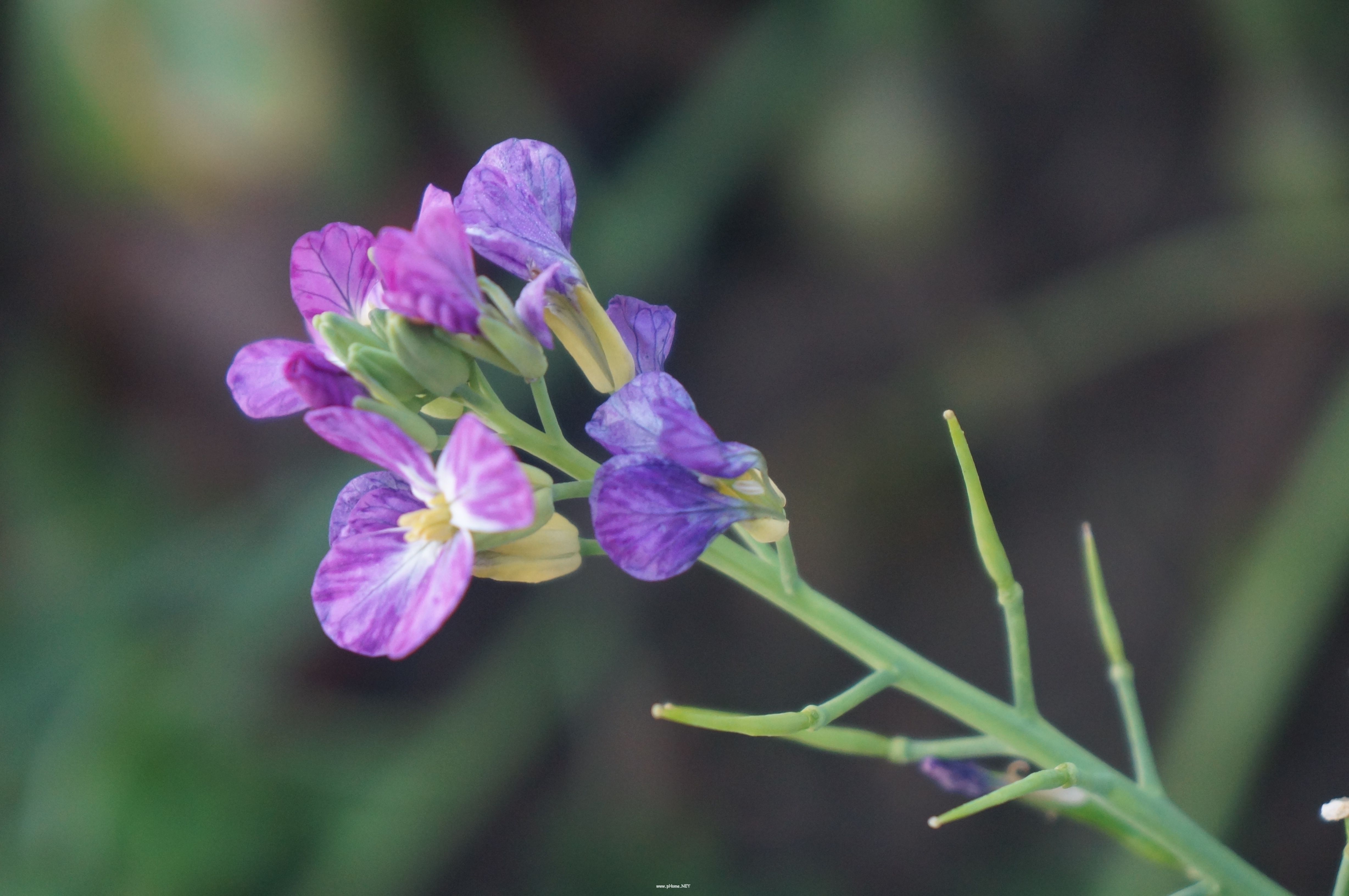 蘿卜花