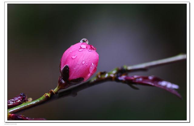 桃花吟