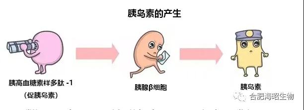 益生菌是怎么對付糖尿病的?。?！